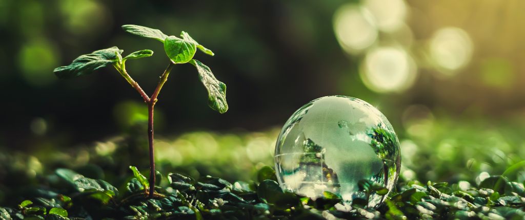 a seedling in nature