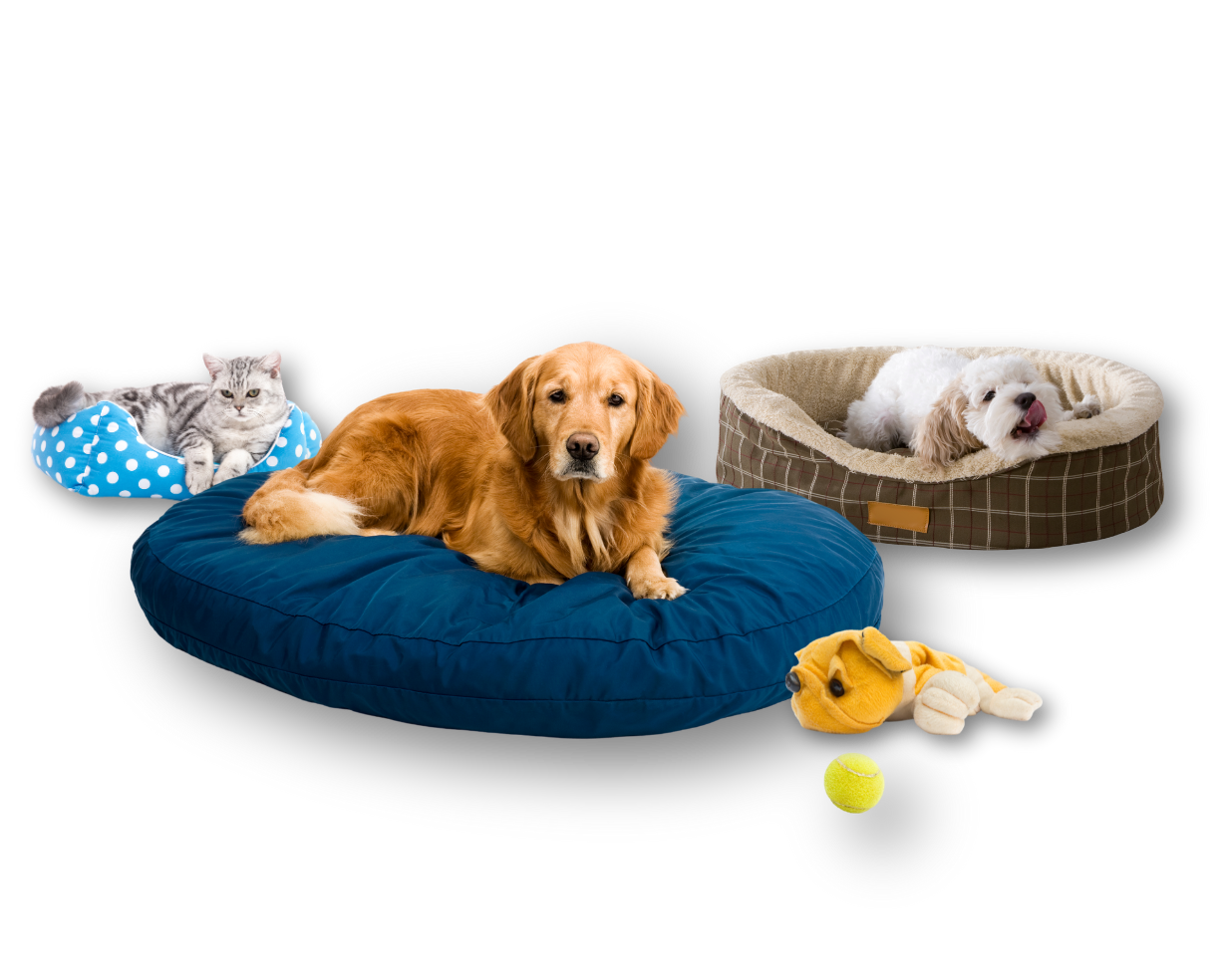 cats and dogs in pet beds