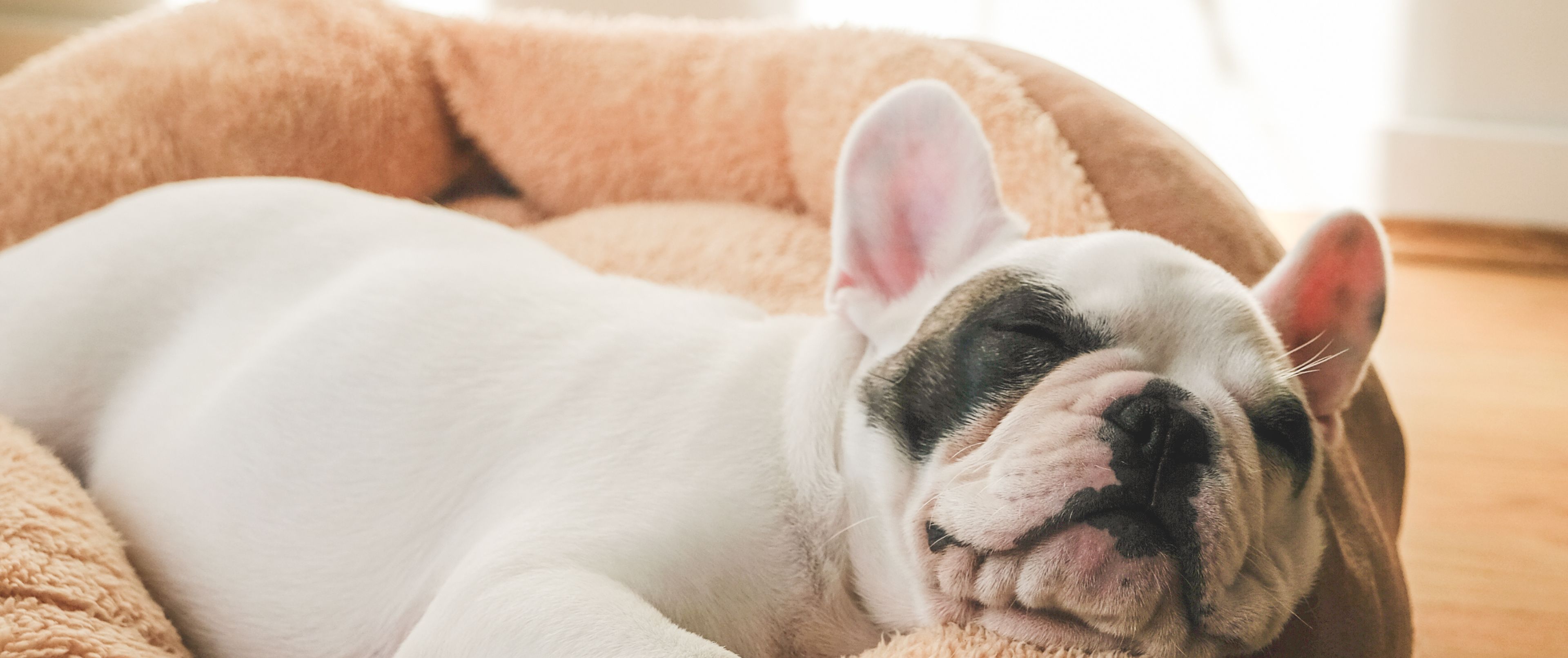 A dog sleeping on a dog bed